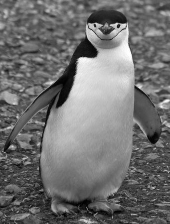 Chinstrap penguin  の写真素材