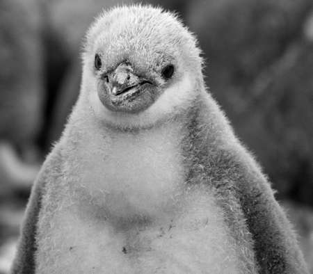 Chinstrap penguin chick の写真素材