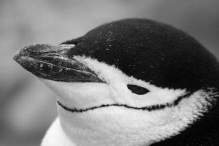 Chinstrap penguin の写真素材