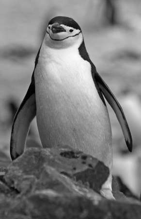 Chinstrap penguin の写真素材
