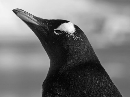 Gentoo penguin の写真素材