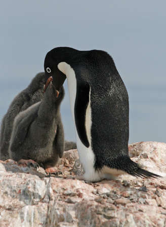 Adelie Penguin and chickの写真素材