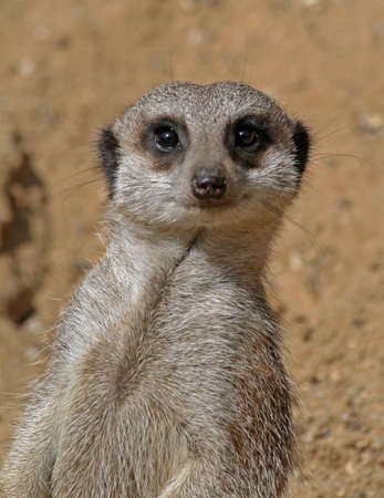 Meerkatの写真素材