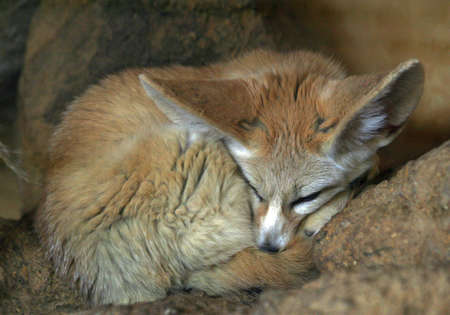 Fennec Fox animalの写真素材
