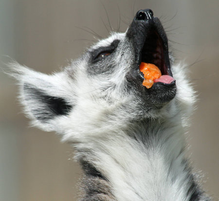 Ring-tailed Lemur animal