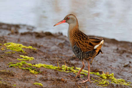 Water Rail on the shorelineの写真素材