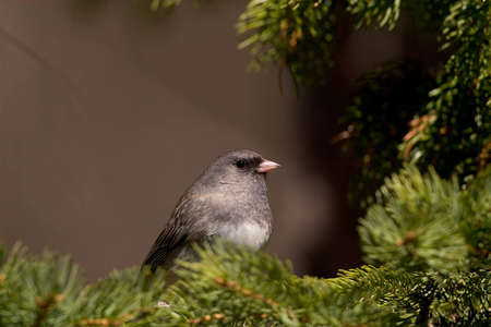 Dark eyed or Slate Colored Junco - Junco hyemalisの写真素材