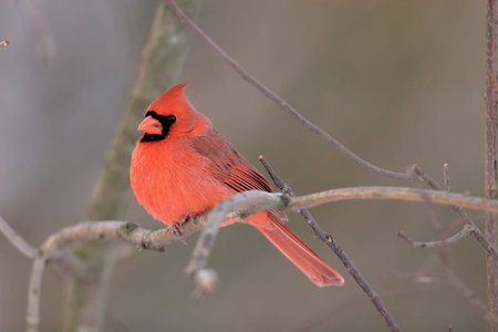 Northern Cardinal on a branch in fall/winterの写真素材
