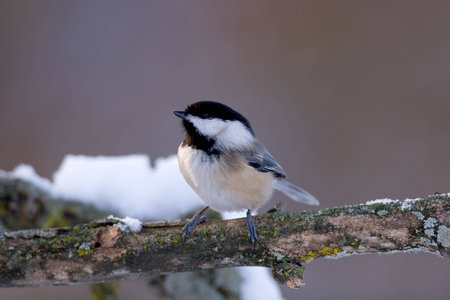 Black Capped Chickadee - Poecile atricapilla in winterの写真素材