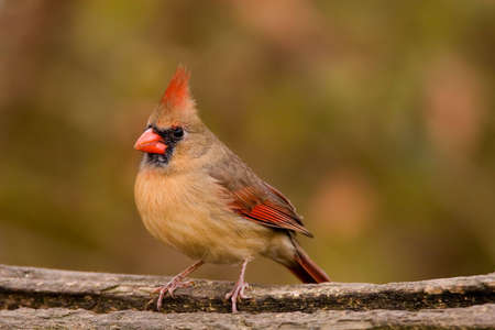 Female Northern Cardinal perched on a log in fall (Cardinalis cardinalis)の写真素材