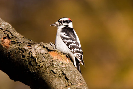 Downy Woodpecker perched on branch in fall Picoides pubescensの写真素材