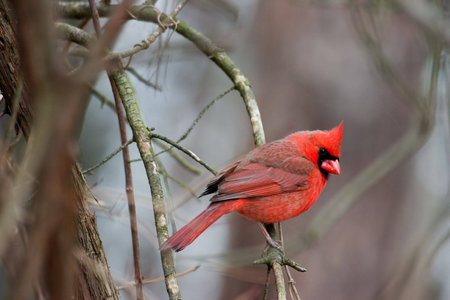 Northern Cardinal perched on a branch with a quizzicle expressionの写真素材