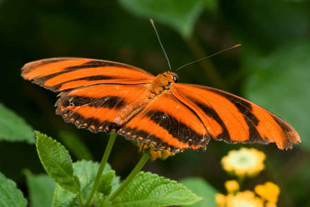 Tiger Striped Butterfly perched on a flowerの写真素材