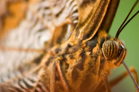 Close up of a Butterfly Eyeの写真素材