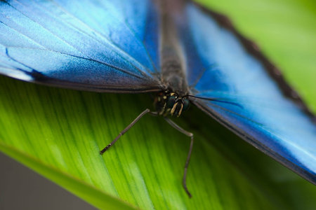 Common Morpho Butterfly on a green leafの写真素材