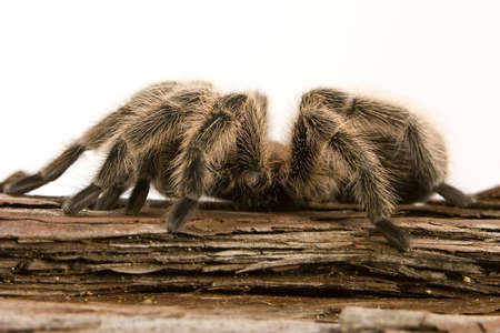 Close up view of a Chilean Rose Tarantula - Grammostola roseaの写真素材