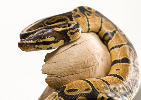 Close up photos of ball pythonの写真素材