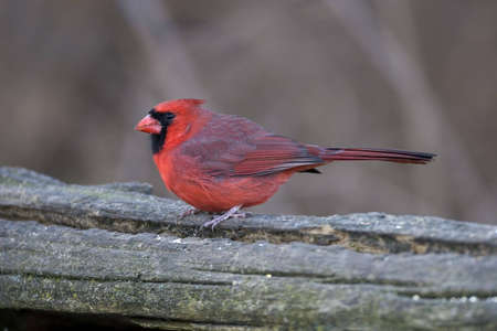 Northern Cardinal perched on a log - Cardinalis cardinalisの写真素材