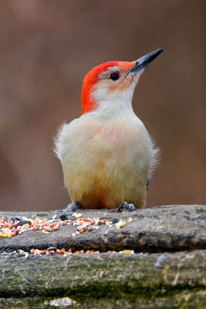 Red Bellied Woodpecker near a bird feeding station with bird seed - Melanerpes carolinusの写真素材