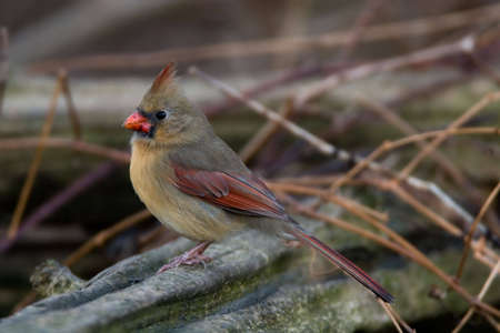Female Northern Cardinal perched on a logの写真素材