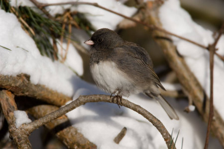 Dark Eyed Junco - Junco hyemalis in a winter snow sceneの写真素材