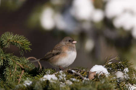 Dark Eyed Junco - Junco hyemalis on a snow covered pine branchの写真素材