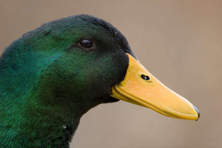 Profile of a Mallard Duck - Anas platyrhynchosの写真素材