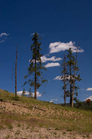Trees Alive and Dead, against the blue sky with clouds in Yellowstone National Parkの写真素材
