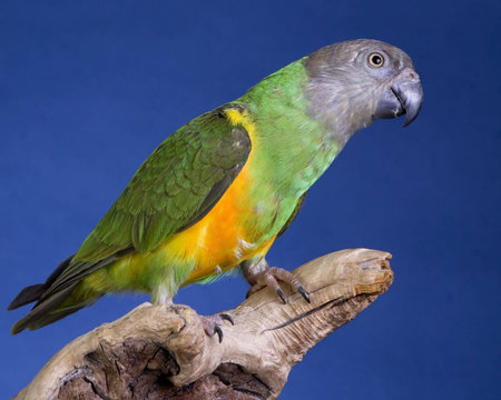 Senegal Grey Parrot portrait