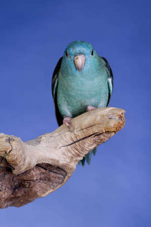 Lineolated Parakeet portraitの写真素材