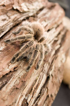 Close up view of a Chilean Rose Tarantula - Grammostola roseaの写真素材