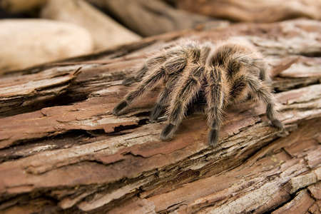 Close up view of a Chilean Rose Tarantula - Grammostola roseaの写真素材