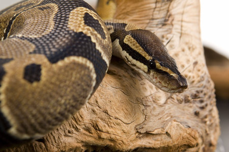 Close up photos of ball pythonの写真素材