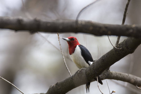 Red Headed Woodpecker - Melanerpes erythrocephalus clinging to a branchの写真素材