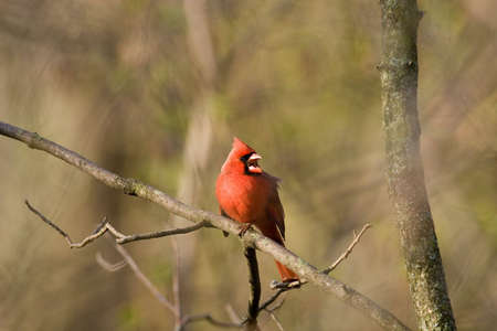 Male Northern Cardinal perched on a branch, singing - Cardinalis cardinalisの写真素材
