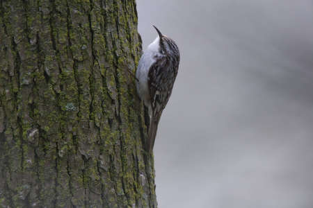 Brown Creeper clinging to the side of a tree - Certhia americanaの写真素材