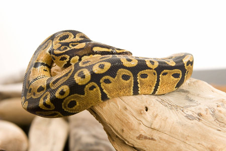 Close up photos of ball pythonの写真素材