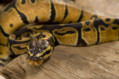 Close up photos of ball pythonの写真素材