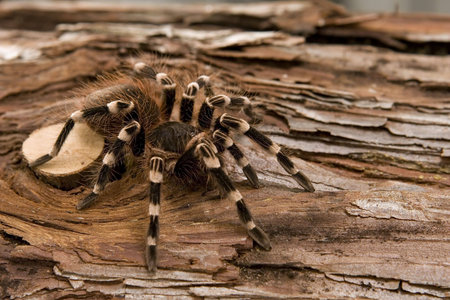 Close up view of a tarantula -Acanthoscurria geniculata - brazilian white knee tarantula