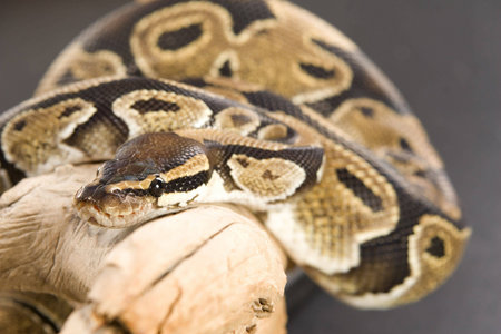 Close up photos of ball python