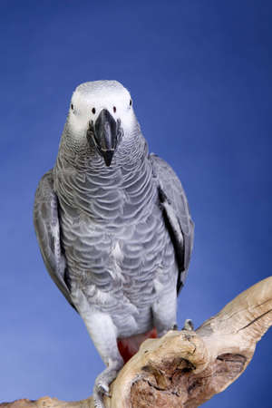 African Grey Parrot portraitの写真素材