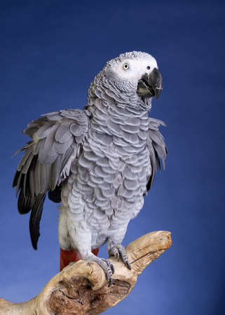 African Grey Parrot portraitの写真素材