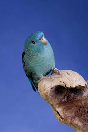 Lineolated Parakeet portraitの写真素材