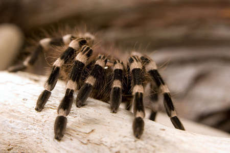 Close up view of a tarantula -Acanthoscurria geniculata - brazilian white knee tarantulaの写真素材