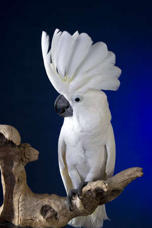 White umbrella cockatoo  portrait over blue and black backgroundの写真素材
