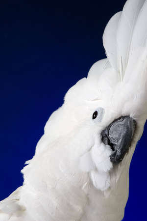 White umbrella cockatoo  portrait over blue and black backgroundの写真素材