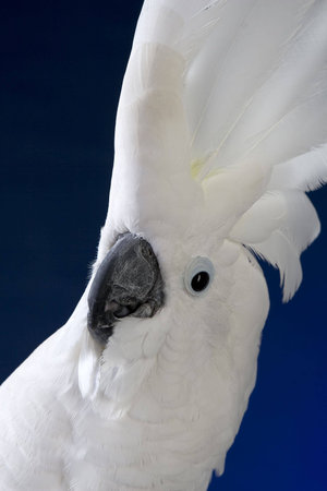 White umbrella cockatoo  portrait over blue and black background