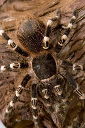 Close up view of a tarantula -Acanthoscurria geniculata - brazilian white knee tarantulaの写真素材