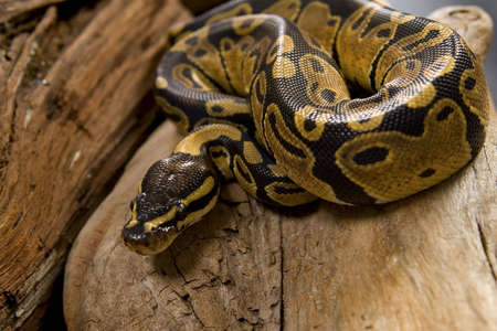 Close up photos of ball pythonの写真素材