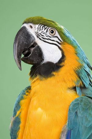 Blue and Gold Macaw portraits over a green background